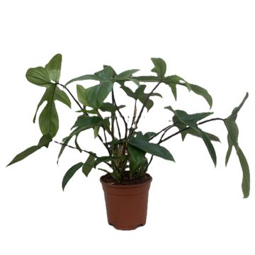 Filodendro FLORIDA BEAUTY