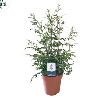 Pteris ensiformis 'Evergemiensis'