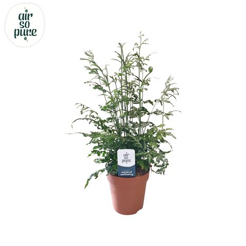 Pteris ensiformis 'Evergemiensis'