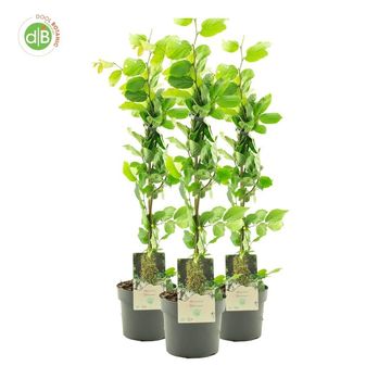 Parrotia persica 'Vanessa'