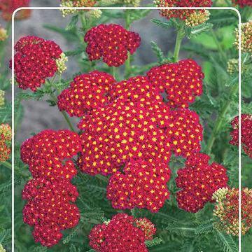 Achillea millefolium MILLY ROCK RED