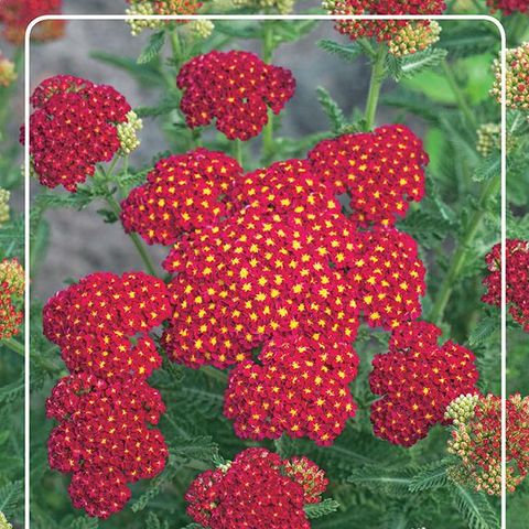 Achillea millefolium MILLY ROCK RED — Plant Wholesale FlorAccess