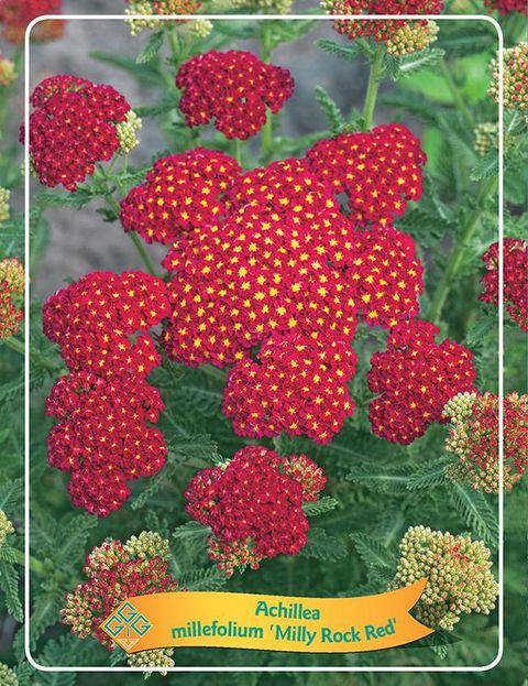 Achillea millefolium MILLY ROCK RED