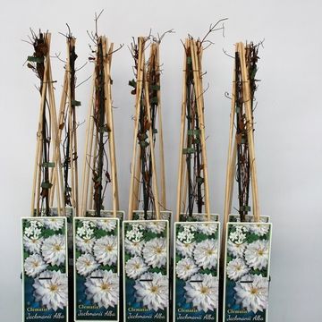 Clematis 'Jackmanii Alba' (LL)