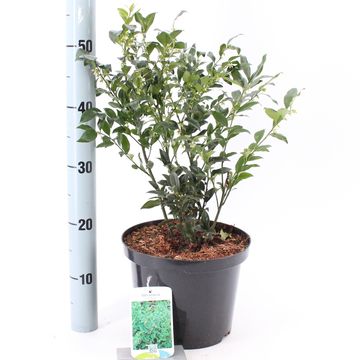 Sarcococca ruscifolia