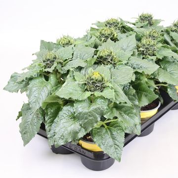 Helianthus annuus 'Sunsation'