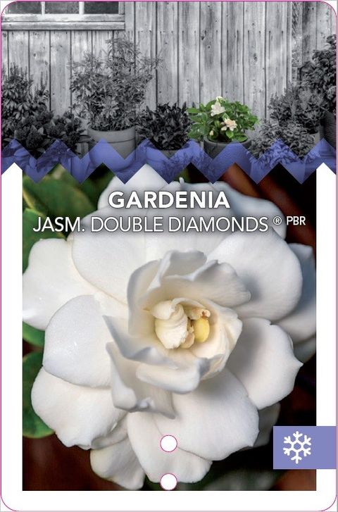 Gardenia jasminoides DOUBLE DIAMONDS