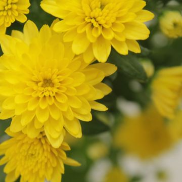 Chrysanthemum 'Jasoda Dark Yellow'