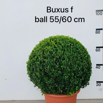 Buxus microphylla 'Faulkner'