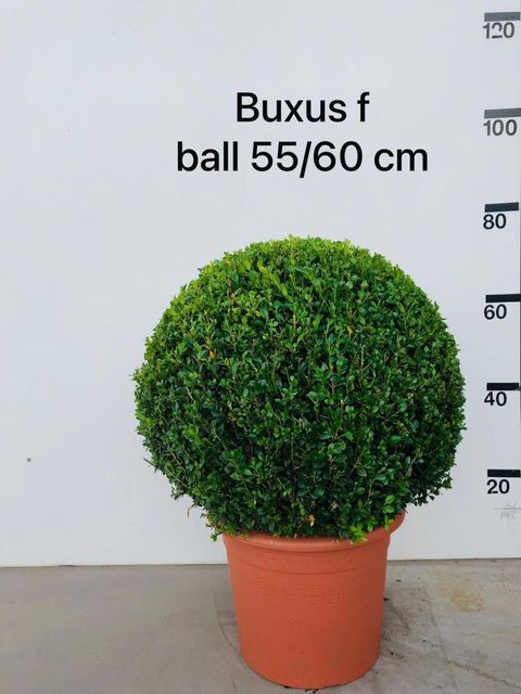 Buxus microphylla 'Faulkner'