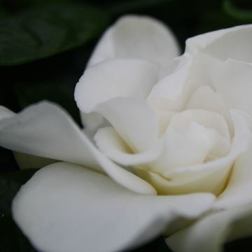 Gardenia jasminoides