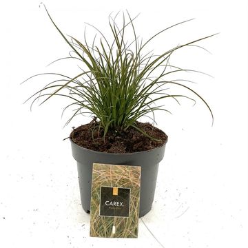 Carex testacea PRAIRIE FIRE COLORGRASS