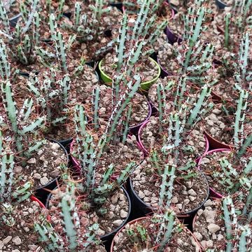 Euphorbia aeruginosa