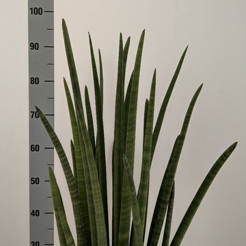 Sansevieria cylindrica 'Wave'