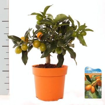 Citrus japonica 'Margarita'