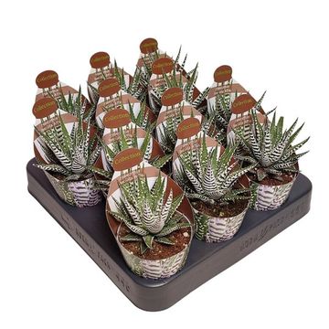 Haworthia fasciata 'Alba'