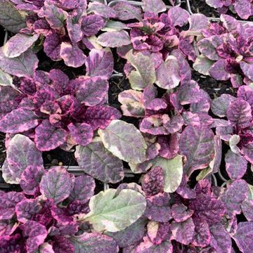 Ajuga reptans 'Burgundy Glow'