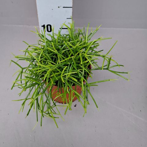 Rhipsalis baccifera 'Oasis'