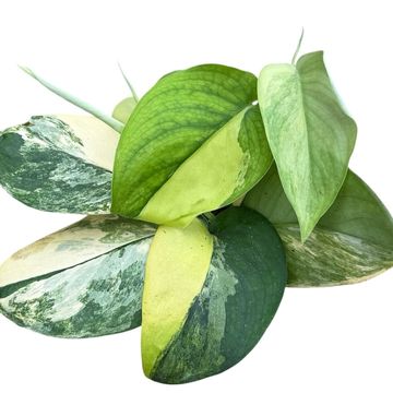 Scindapsus 'Jade Satin Aurea'