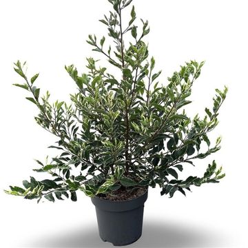 Prunus lusitanica 'Variegata'