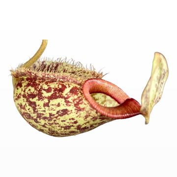 Nepenthes hookeriana