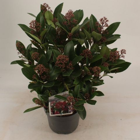 Skimmia japonica 'Rubella'