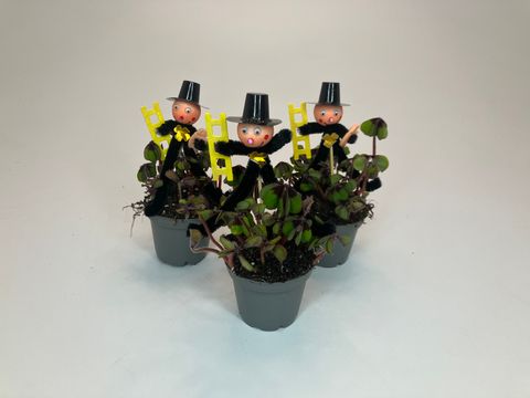 Oxalis tetraphylla 'Iron Cross'