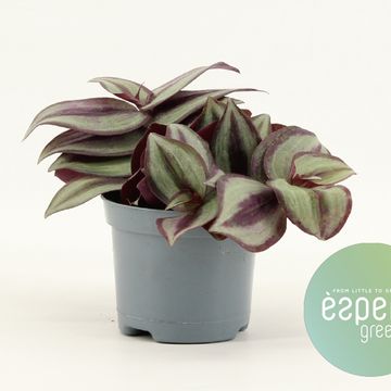 Tradescantia zebrina 'Violet Hill'