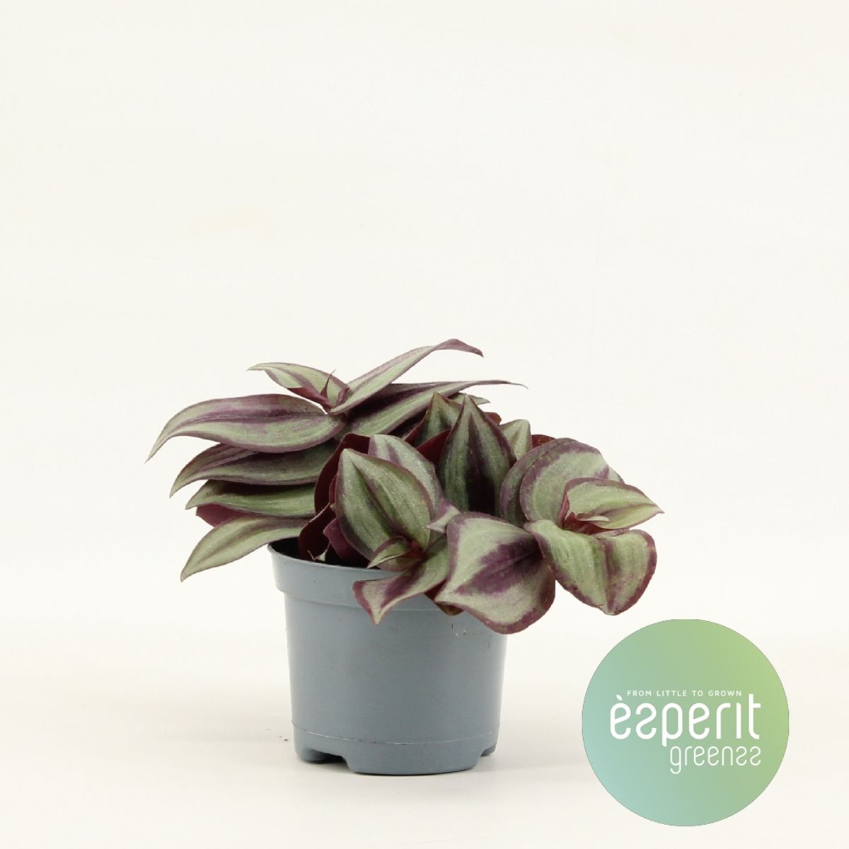Tradescantia zebrina 'Violet Hill' — Plant Wholesale FlorAccess
