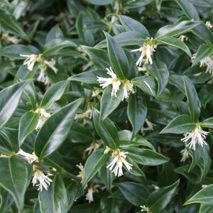 Sarcococca confusa (About Plants Zundert BV)