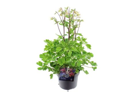 Aquilegia vulgaris 'Winky Double Rose-White'