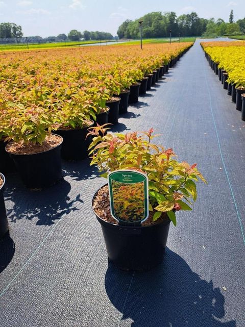 Spiraea japonica 'Goldflame'