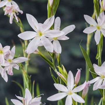 Schizostylis coccinea 'Alba'