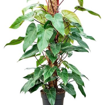 Philodendron 'Red Emerald'
