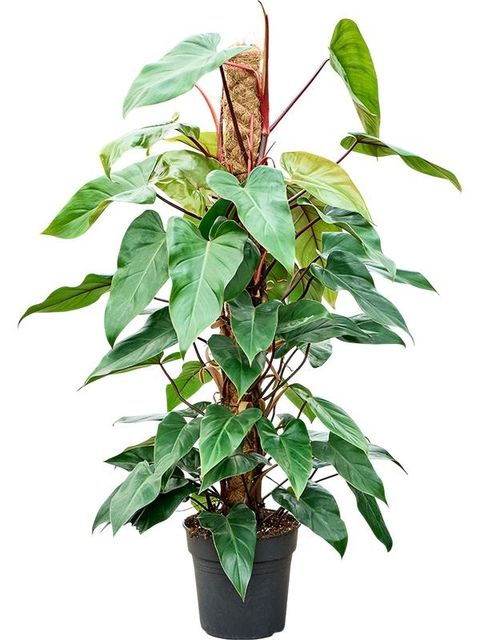 Philodendron 'Red Emerald'
