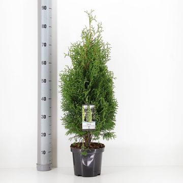 Thuja occidentalis 'Holmstrup'