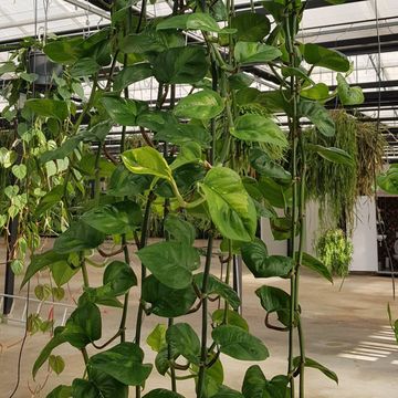 Epipremnum pinnatum 'Global Green'