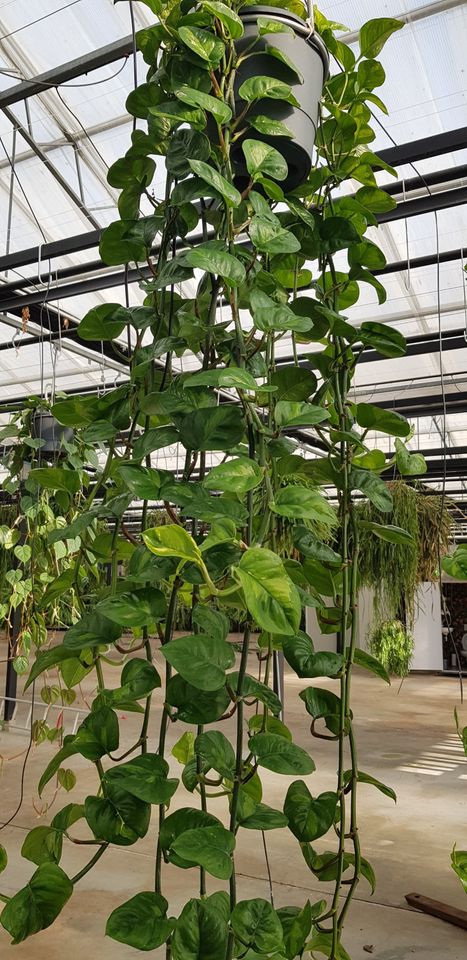 Epipremnum pinnatum 'Global Green'