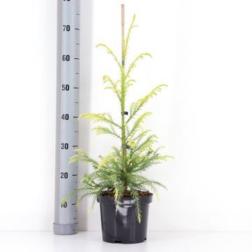 Cryptomeria japonica 'Sekkan'