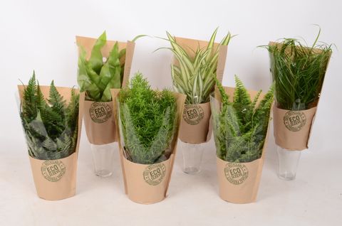 Plantas o interior MIX