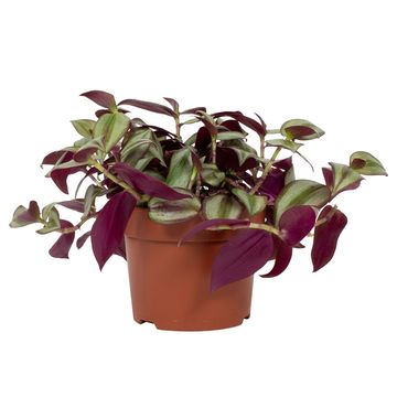 Tradescantia zebrina 'Violet Hill'