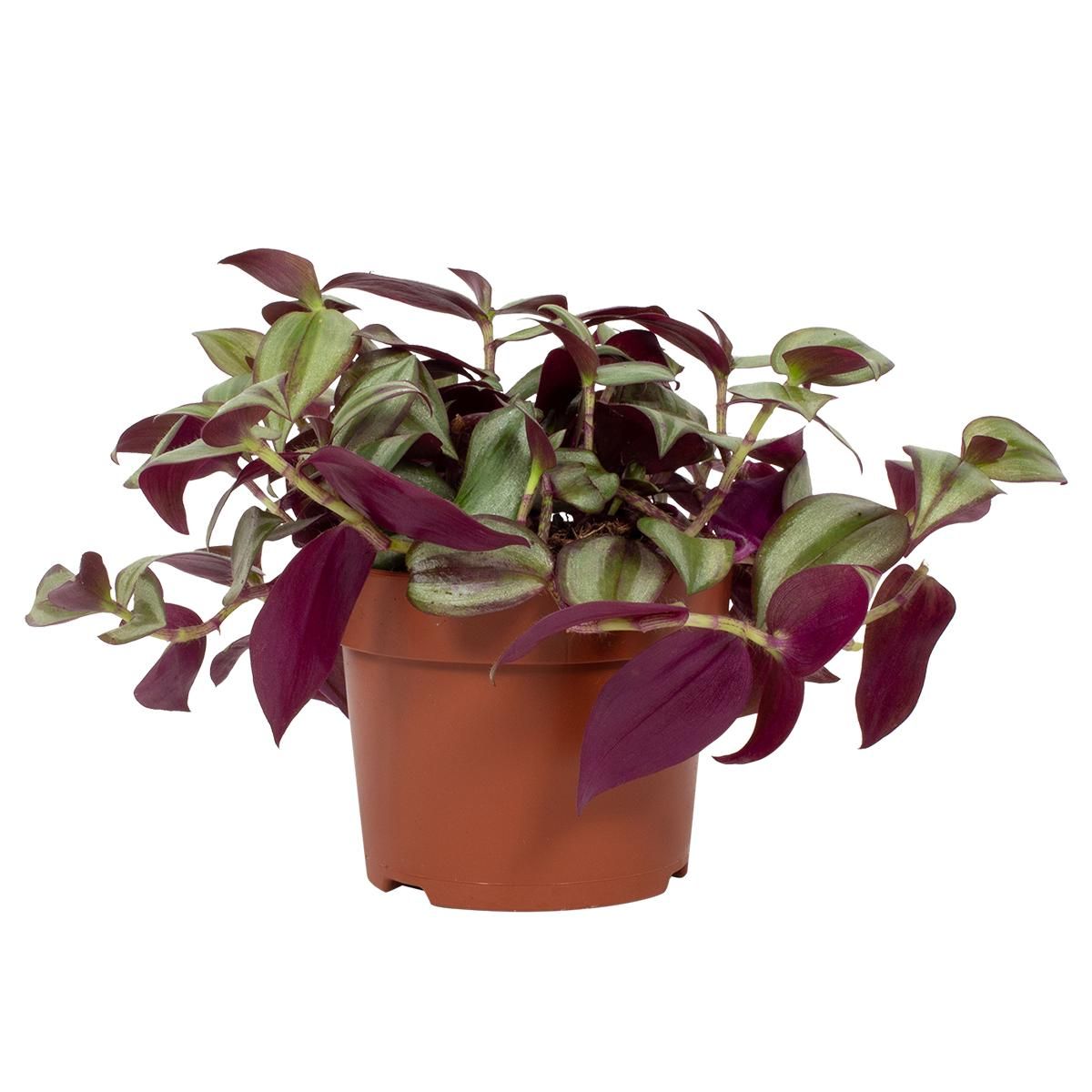 tradescantia-zebrina-violet-hill-plant-wholesale-floraccess