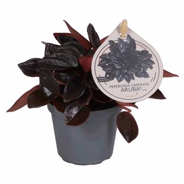 Peperomia caperata 'Aruba'