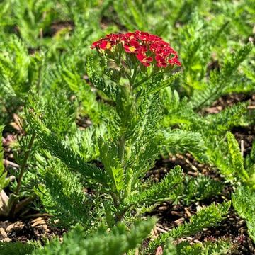 Achillea millefolium MILLY ROCK RED