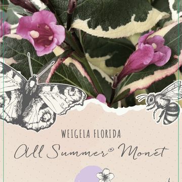 Weigela florida ALL SUMMER MONET