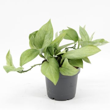 Scindapsus pictus MINT