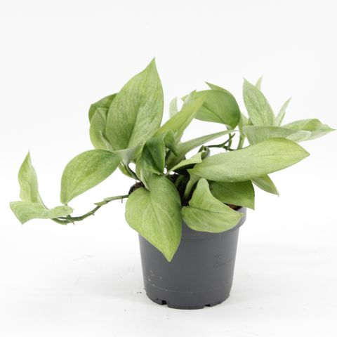 Scindapsus pictus MINT