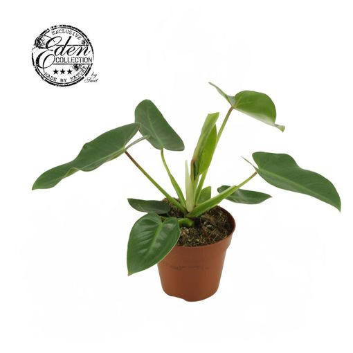 Philodendron corcovadense