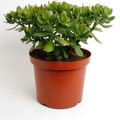 Crassula ovata