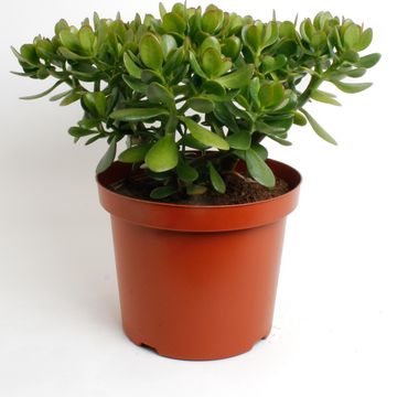 Crassula ovata
